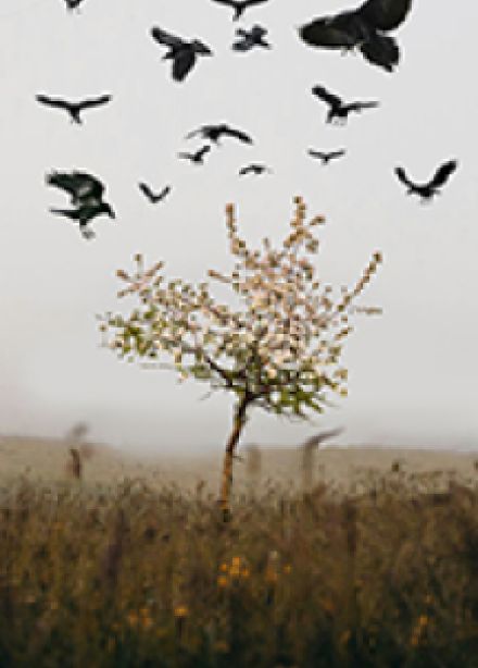 Царская Невеста